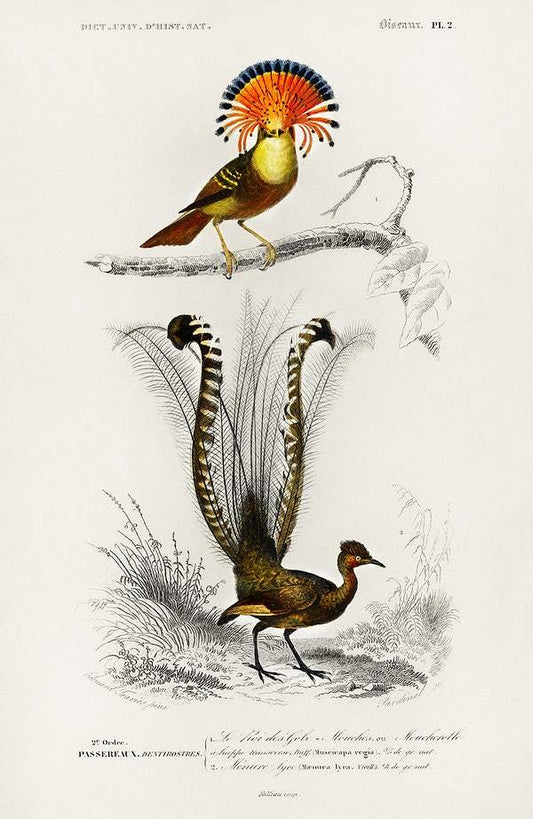 Different types of birds illustrated by Charles Dessalines D' Orbigny