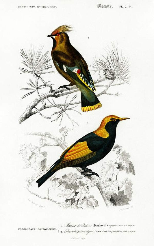 Different types of birds illustrated by Charles Dessalines D' Orbigny