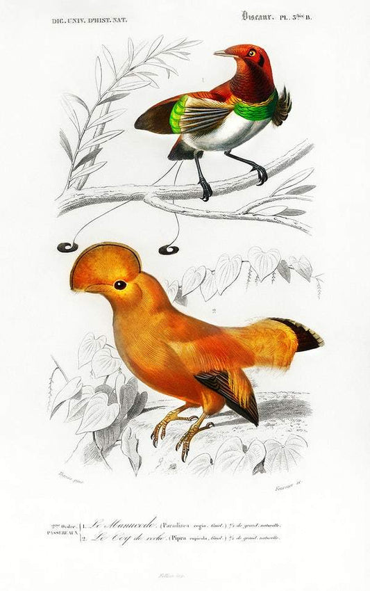 Different types of birds illustrated by Charles Dessalines D' Orbigny