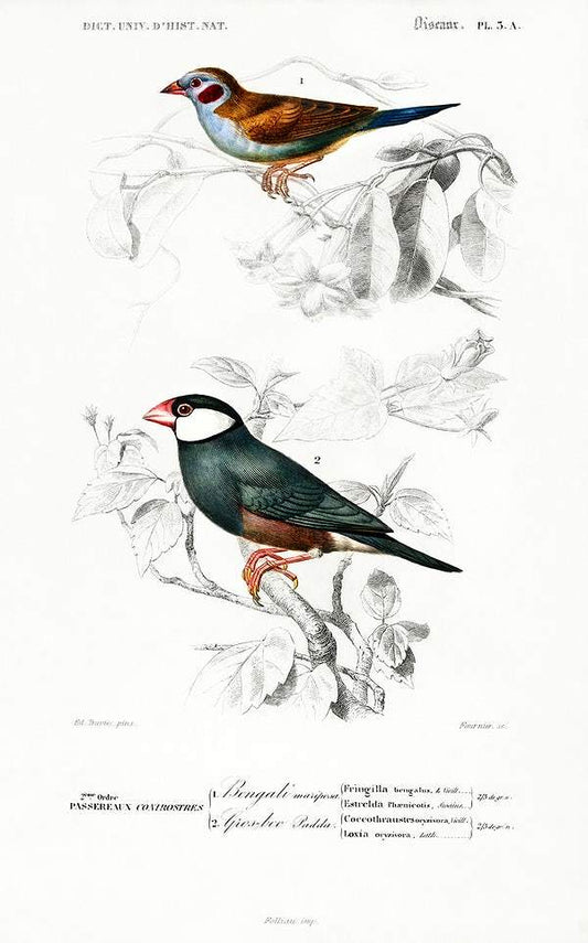 Red-cheeked Cordonbleu (Uraeginthus Bengalus) and Java Sparrow by Charles Dessalines D' Orbigny