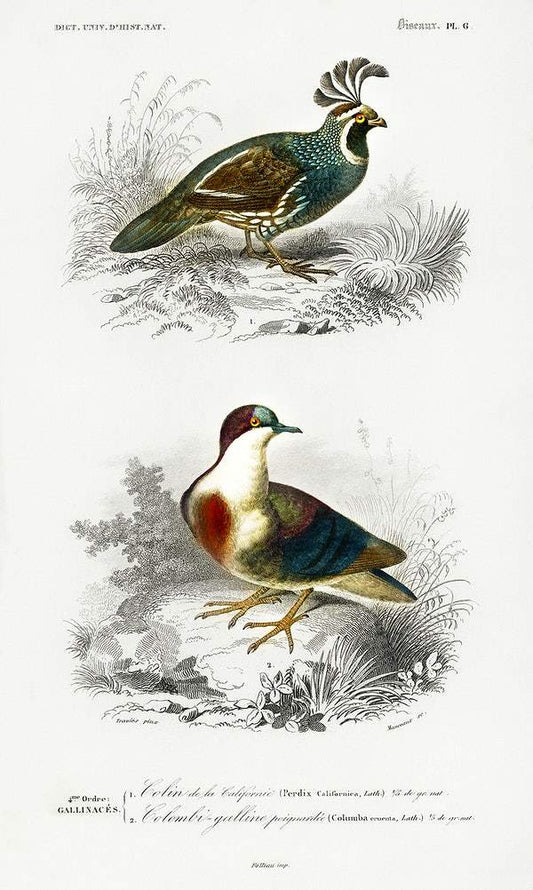 Different types of birds illustrated by Charles Dessalines D' Orbigny