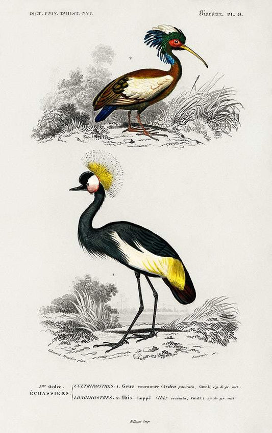 Different types of birds illustrated by Charles Dessalines D' Orbigny