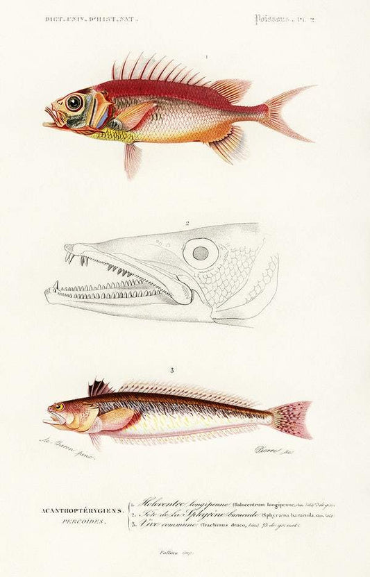 Different types of fishes by Charles Dessalines D' Orbigny