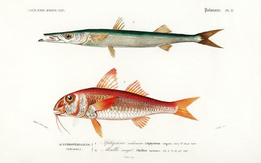 Different types of fishes illustrated by Charles Dessalines D' Orbigny