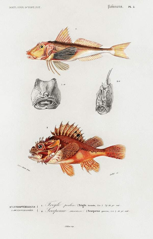 Different types of fishes by Charles Dessalines D' Orbigny