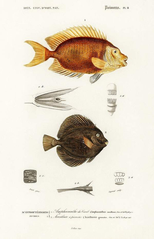 Different types of fishes illustrated by Charles Dessalines D' Orbigny