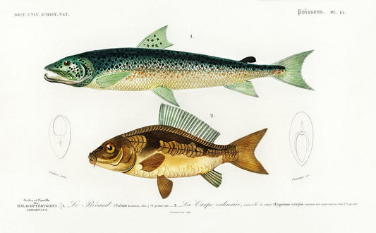 Salmo Hamatus and Cyprinus Carpio illustrated by Charles Dessalines D' Orbigny