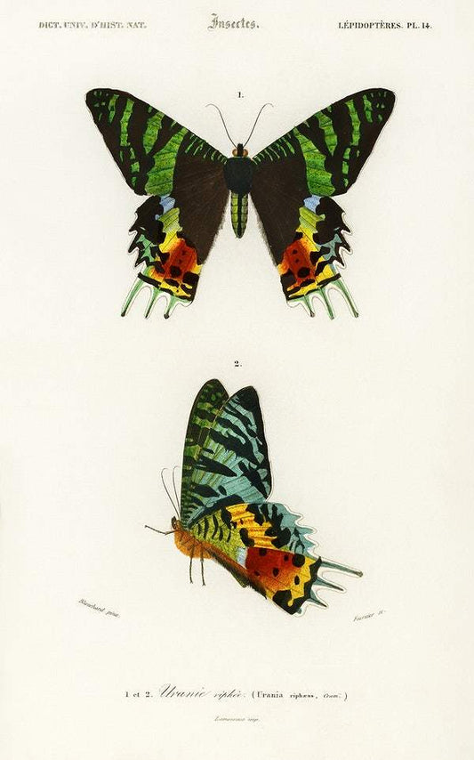 Madagascan Sunset Moth (Urania Riphaeus) illustrated by Charles Dessalines D' Orbigny