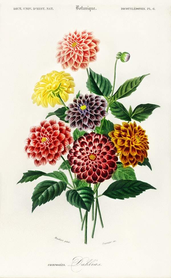 Dahlia illustrated by Charles Dessalines D' Orbigny