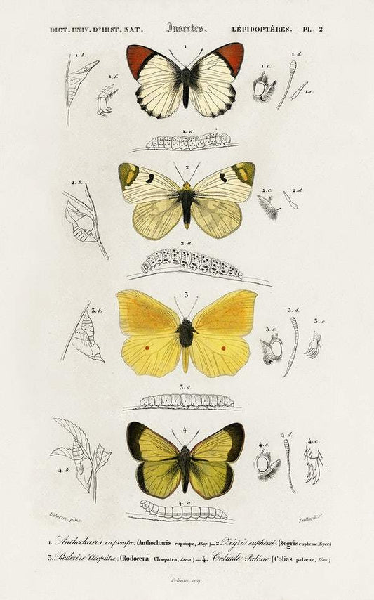 Different types of butterfly illustrated by Charles Dessalines D' Orbigny