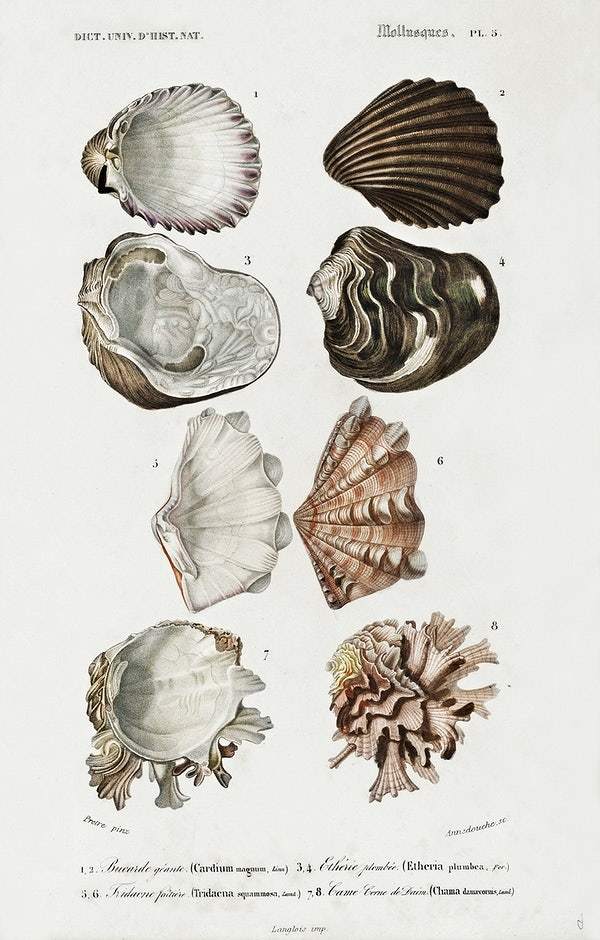 Different types of mollusks illustrated byCharles Dessalines D' Orbigny