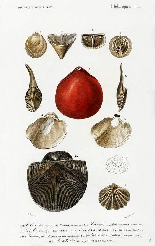 Different types of mollusks illustrated by Charles Dessalines D' Orbigny