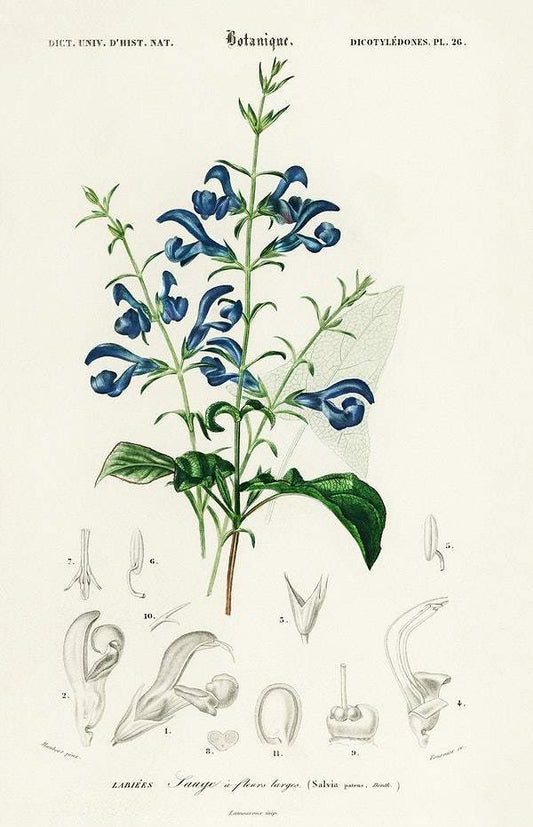 Salvia patens illustrated by Charles Dessalines D' Orbigny