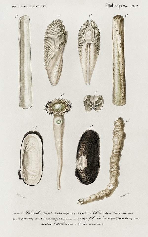 Different types of mollusks by Charles Dessalines D' Orbigny