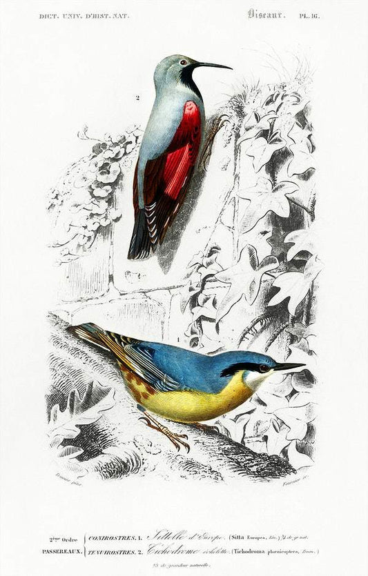 Different types of birds illustrated by Charles Dessalines D' Orbigny