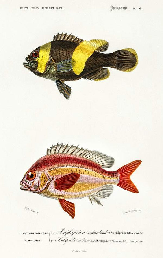 Different types of fishes illustrated by Charles Dessalines D' Orbigny