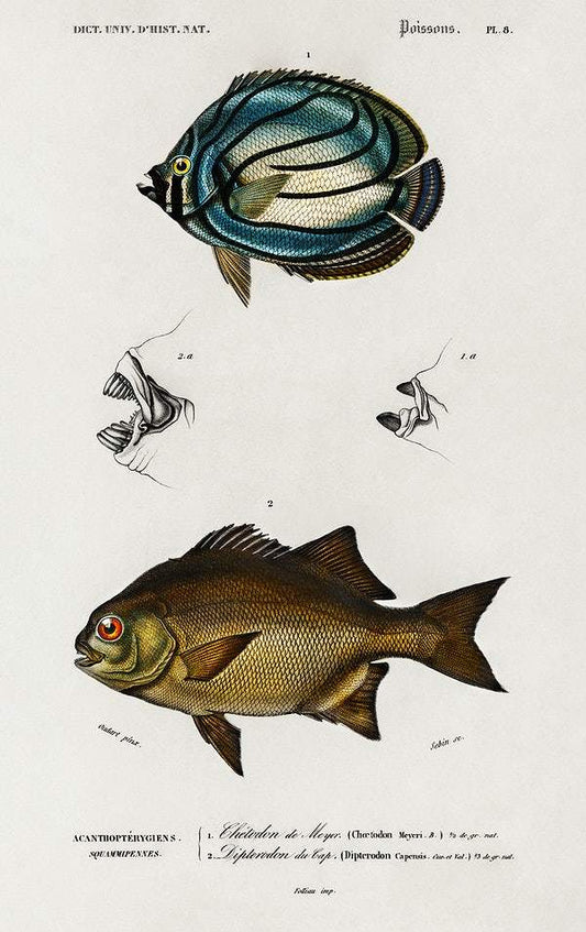 Different types of fishes illustrated by Charles Dessalines D' Orbigny