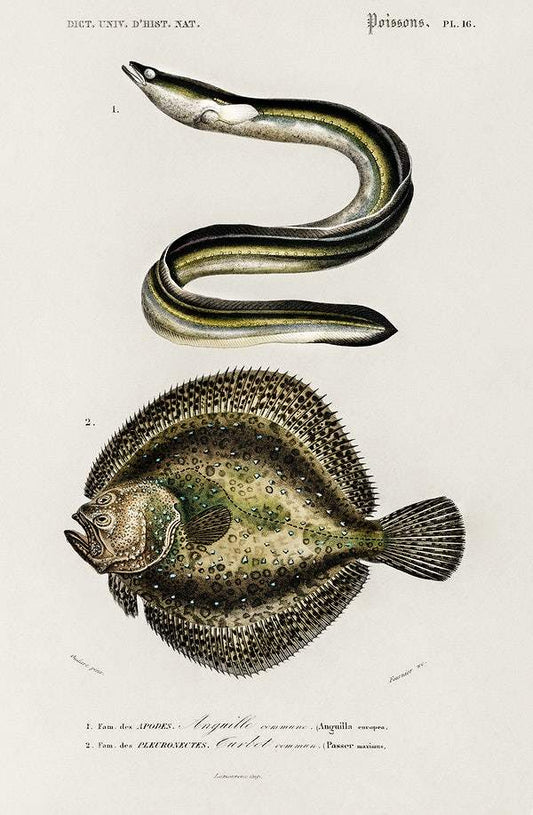 Different types of fishes illustrated by Charles Dessalines D' Orbigny