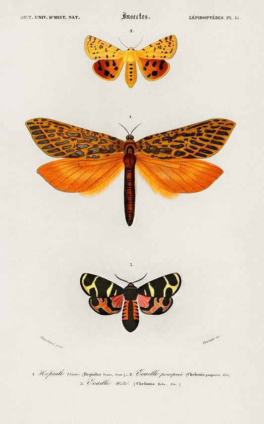 Different types of moths illustrated by Charles Dessalines D' Orbigny