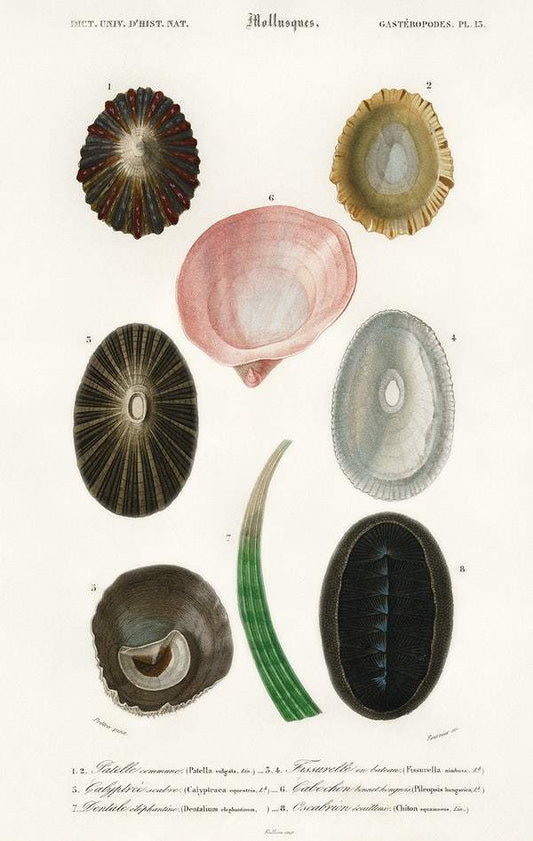 Different types of mollusks illustrated by Charles Dessalines D' Orbigny