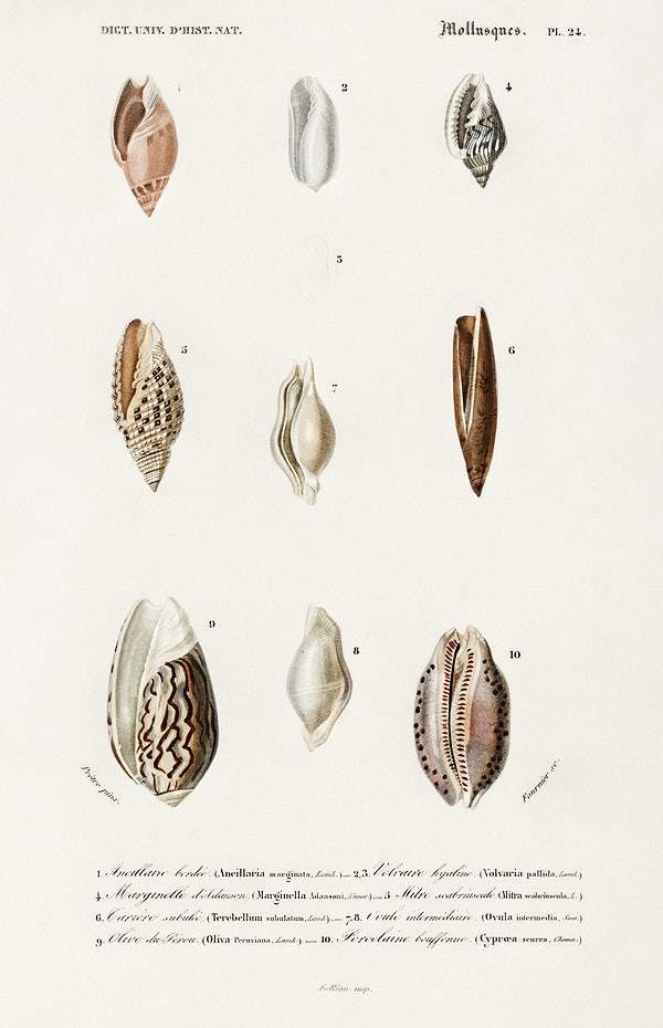 Different types of mollusks illustrated by Charles Dessalines D' Orbigny