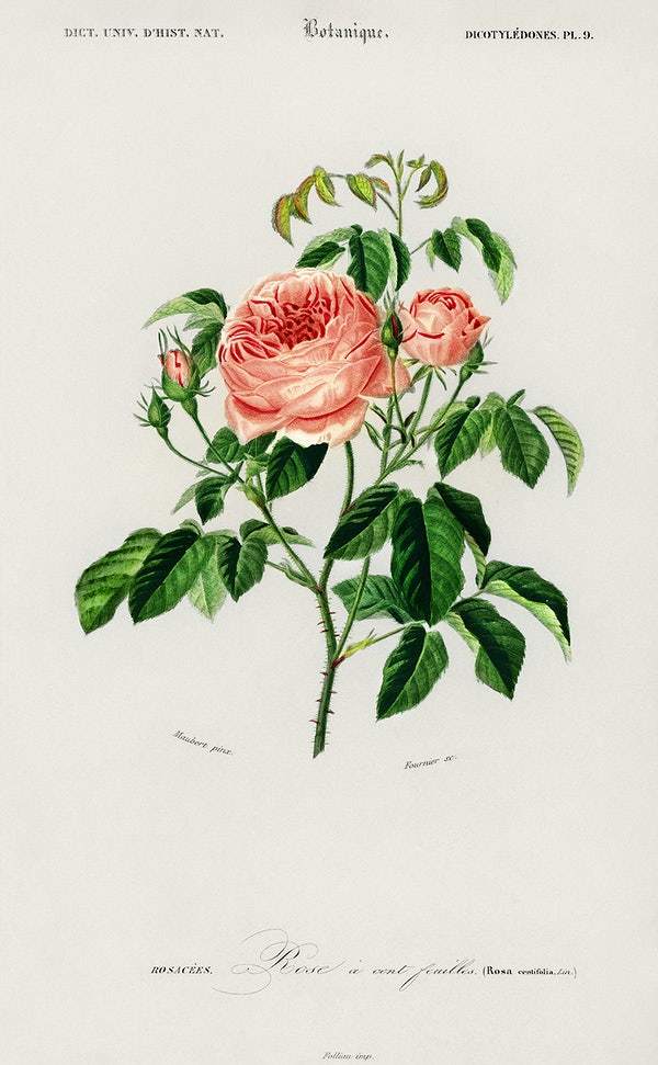 Cabbage Rose (Rosa Centifilia) illustrated by Charles Dessalines D' Orbigny