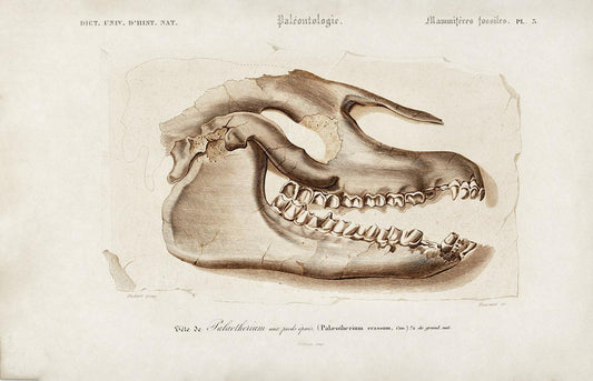 Odd-toed ungulate illustrated by Charles Dessalines D' Orbigny