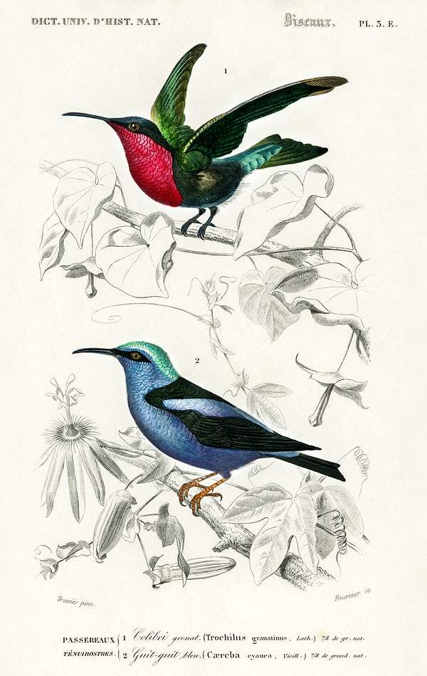 Different types of birds illustrated by Charles Dessalines D' Orbigny