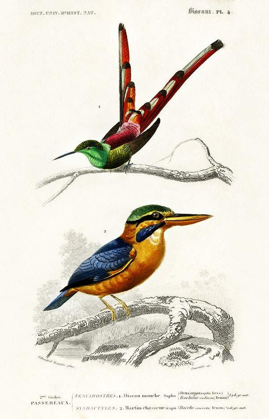 Different types of birds illustrated by Charles Dessalines D' Orbigny