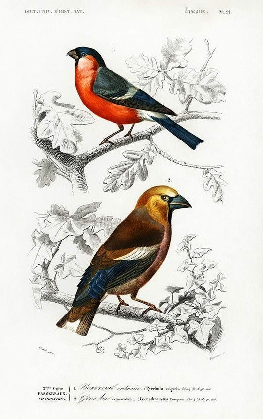 Different types of birds illustrated by Charles Dessalines D' Orbigny (