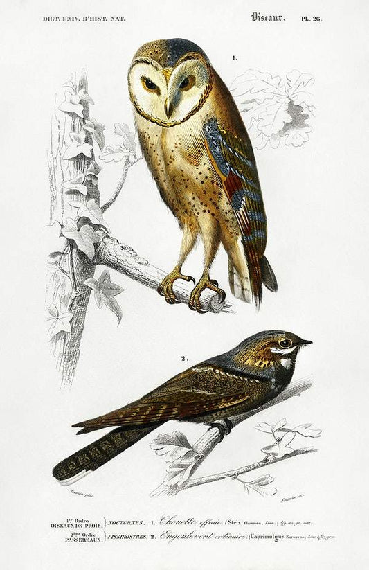 Different types of birds illustrated by Charles Dessalines D' Orbigny