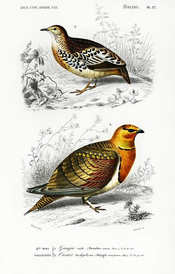 Different types of birds illustrated by Charles Dessalines D' Orbigny