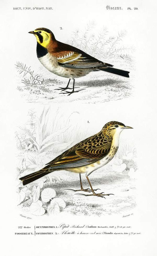 Different types of birds illustrated by Charles Dessalines D' Orbigny