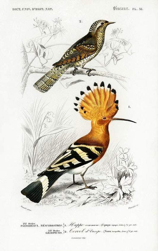 Different types of birds illustrated by Charles Dessalines D' Orbigny