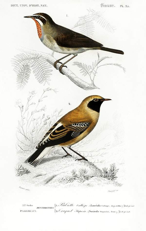 Different types of birds illustrated by Charles Dessalines D' Orbigny