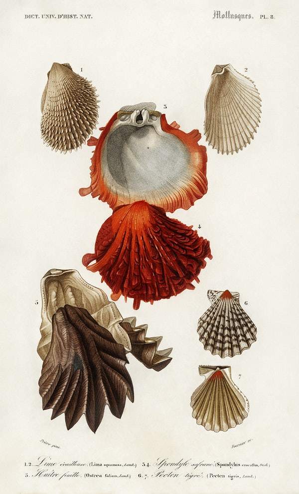 Different types of mollusks illustrated by Charles Dessalines D' Orbigny