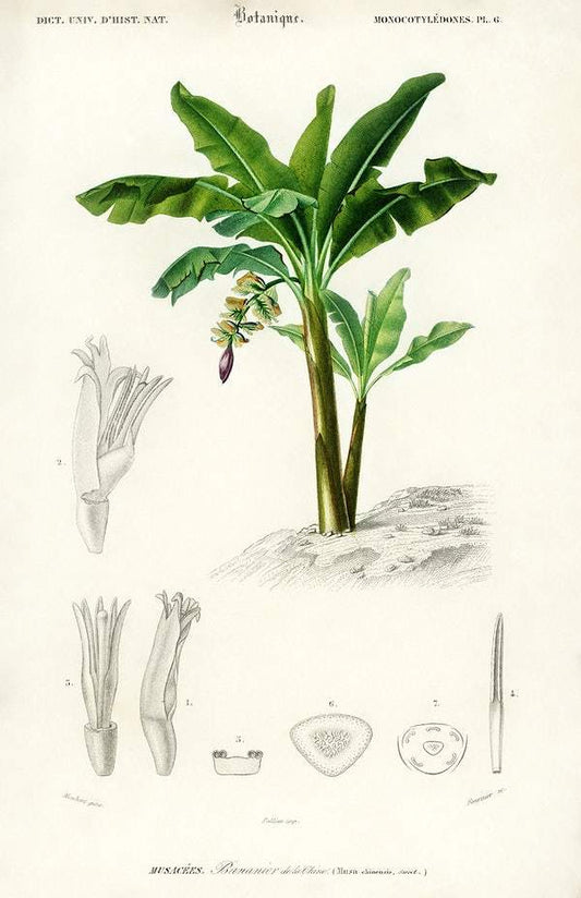 Musa Chinensis illustrated by Charles Dessalines D' Orbigny