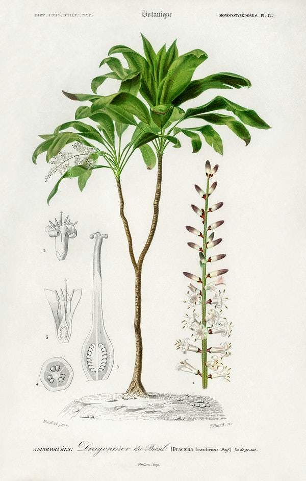 Dracaena brasiliensis illustrated by Charles Dessalines D' Orbigny