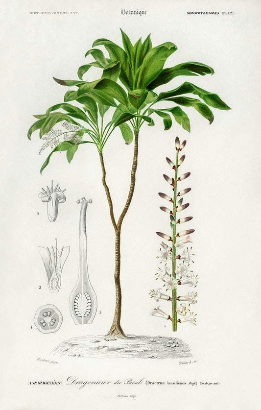 Dracaena brasiliensis illustrated by Charles Dessalines D' Orbigny