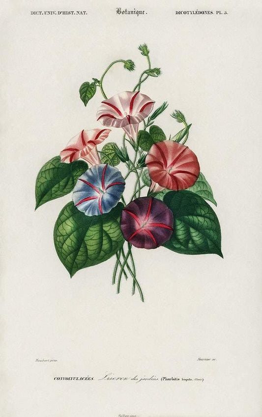 Morning-glory (Pharbitis hispida) illustrated by Charles Dessalines D' Orbigny