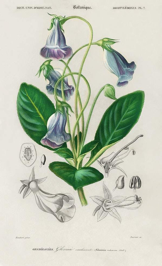 Brazilian gloxinia or Florist's gloxinia (Gloxinia caulescente) illustrated by Charles Dessalines D' Orbigny