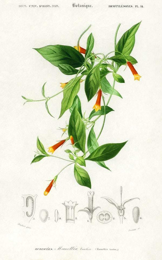 Candy corn Vine (Manettia bicolor) illustrated by Charles Dessalines D' Orbigny