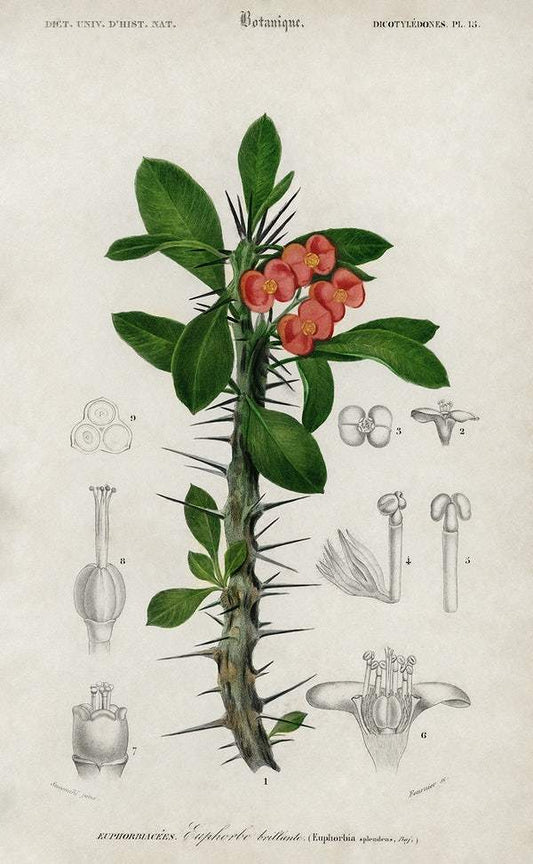 Euphorbia Splendens illustrated by Charles Dessalines D' Orbigny