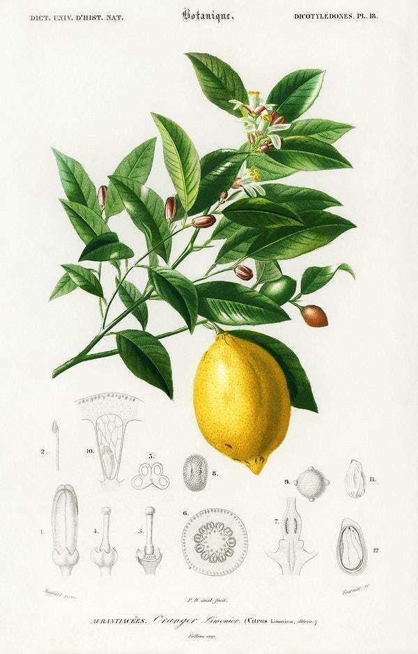 Lemon (Citrus Limonium) illustrated by Charles Dessalines D' Orbigny