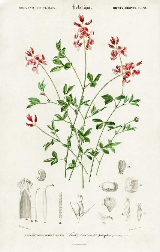 Indigofera procumbens illustrated by Charles Dessalines D' Orbigny