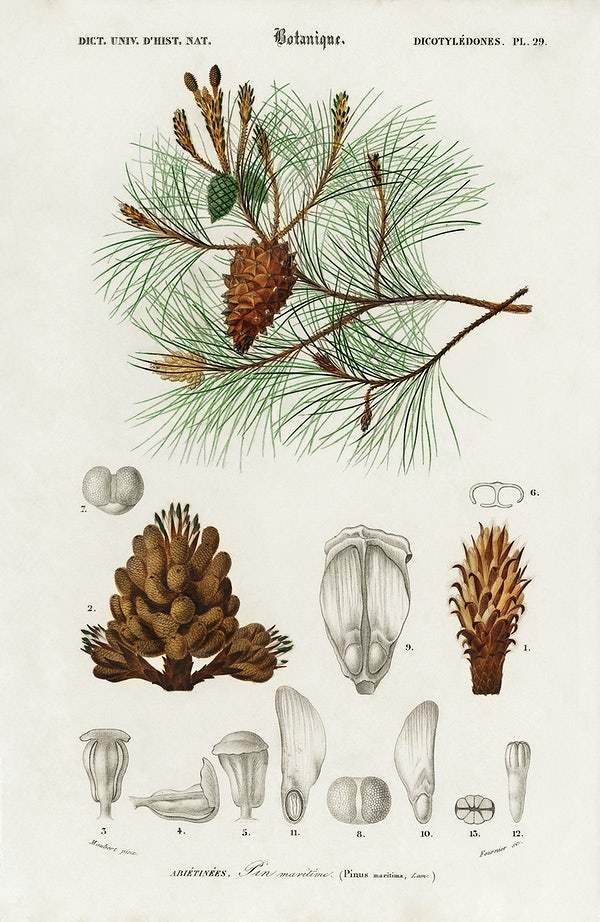 Martime pine (Pinus maritima) illustrated by Charles Dessalines D' Orbigny