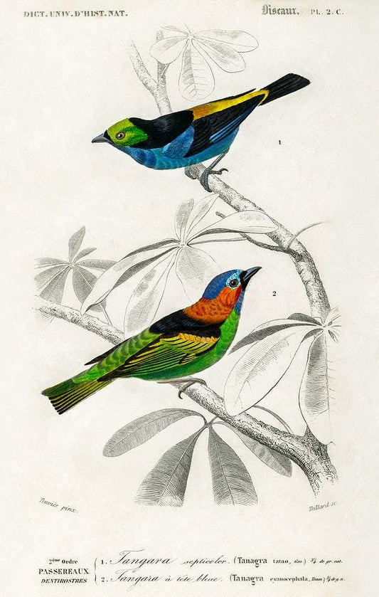 Different types of birds by Charles Dessalines D' Orbigny