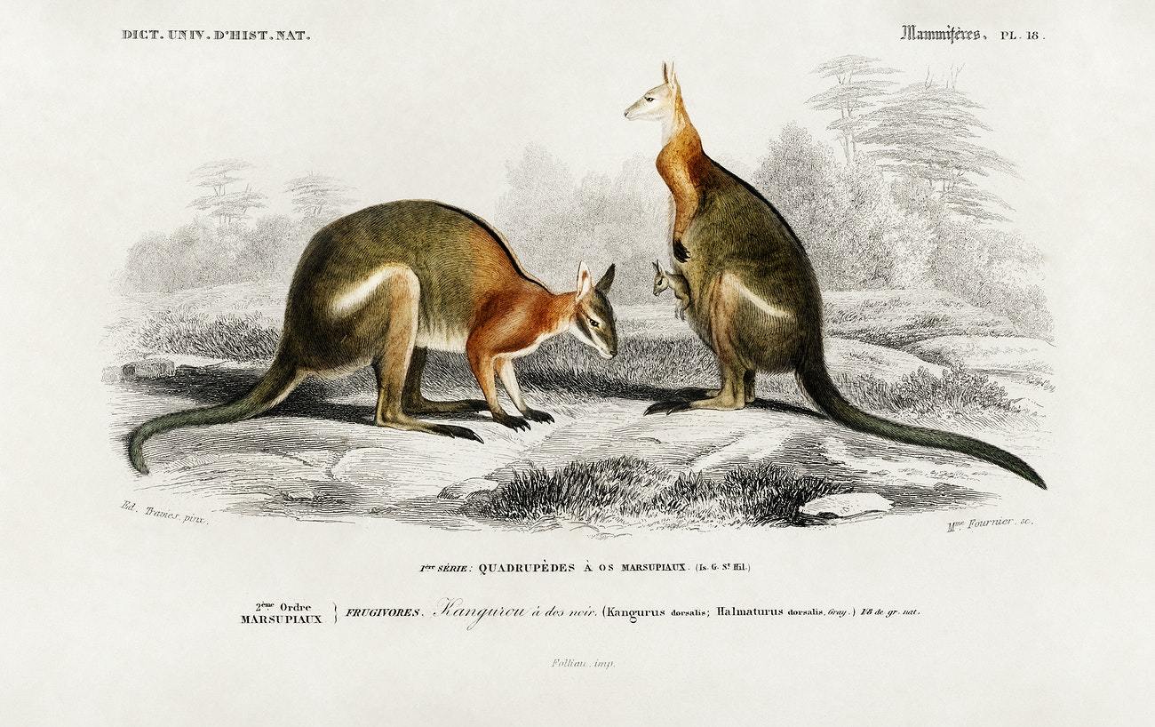 Macropus illustrated by Charles Dessalines D' Orbigny