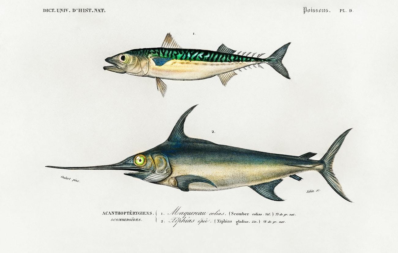 Different types of fishes illustrated by Charles Dessalines D' Orbigny