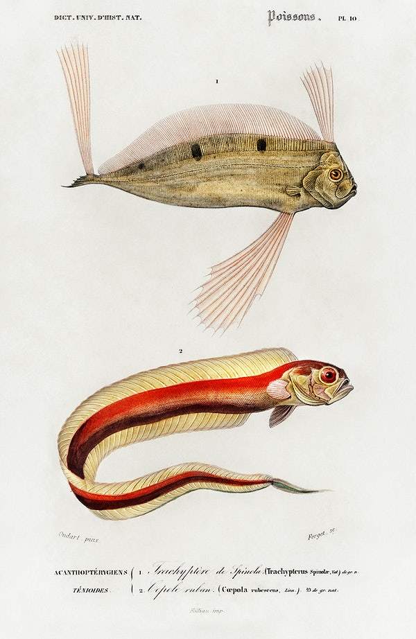 Different types of fishes illustrated by Charles Dessalines D' Orbigny